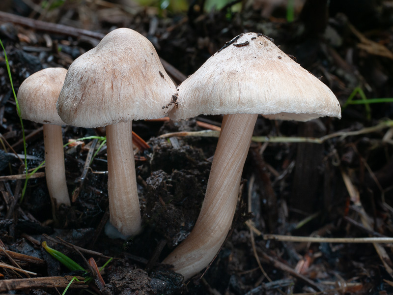 Inocybe sindonia